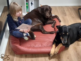 Lesehunde Sendfelds 2